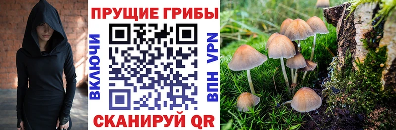 shop какой сайт  Тайшет  Псилоцибиновые грибы GOLDEN TEACHER  закладки 