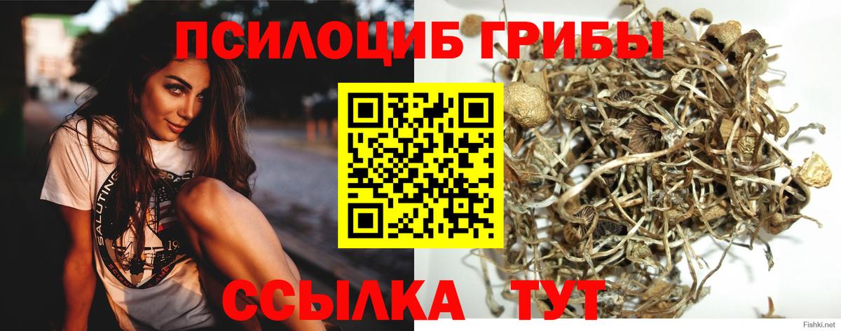 наркотики  Псилоцибиновые грибы MAGIC MUSHROOMS  Вход с VPN  Тайшет 